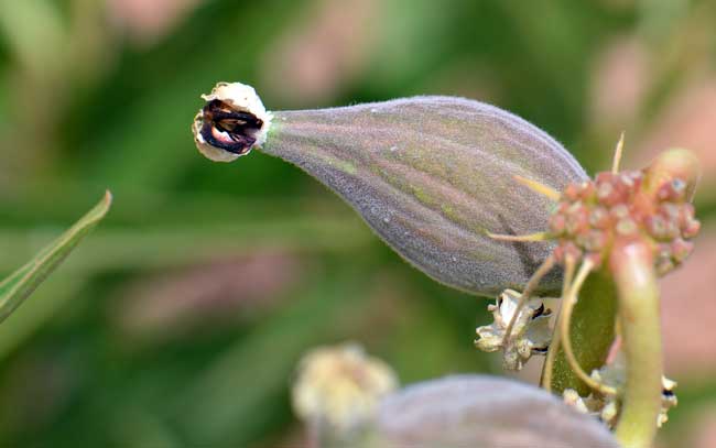 Asclepias asperula, Antelope Horns Milkweed, Southwest Desert Flora